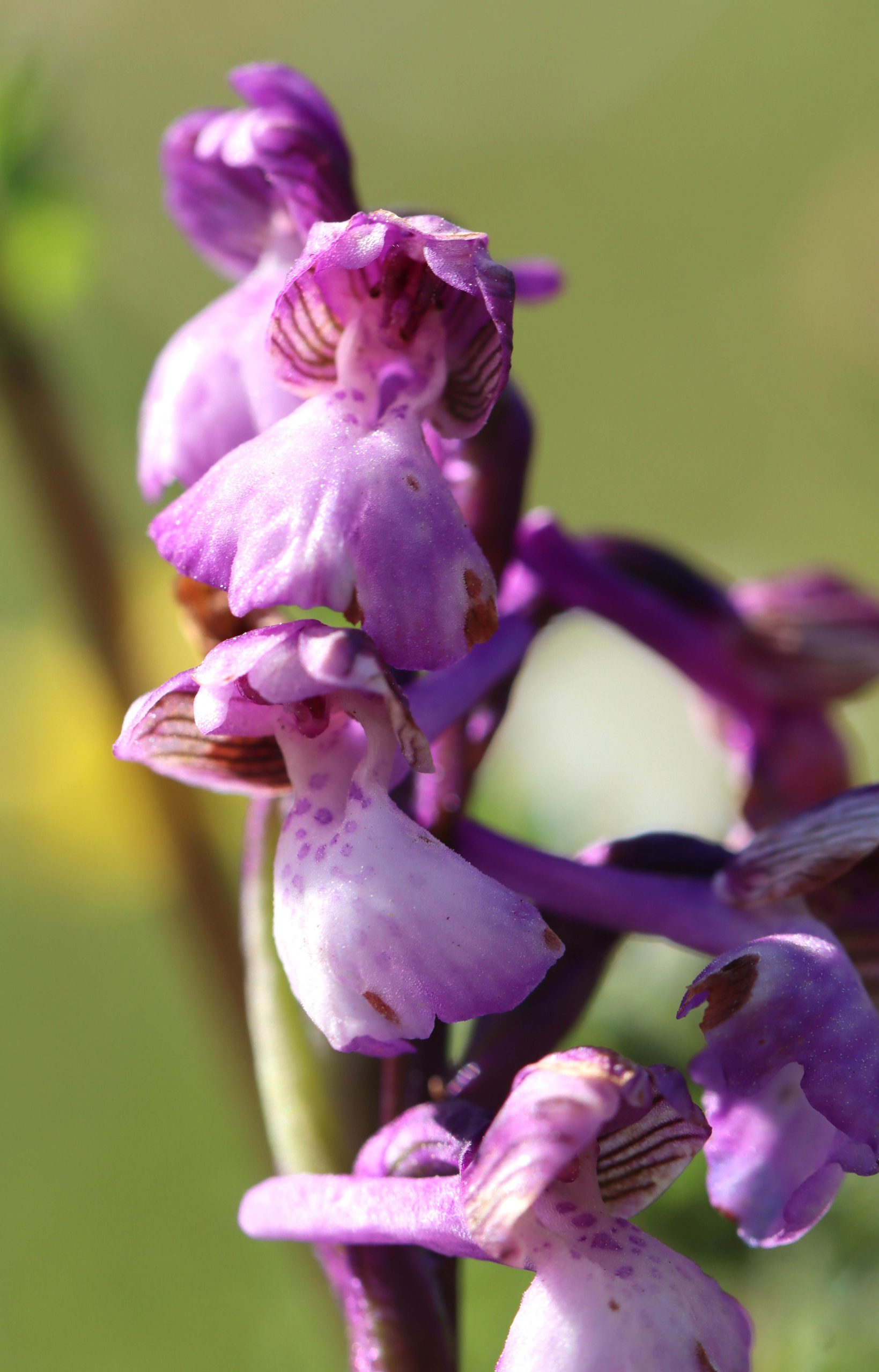 orchid gotland