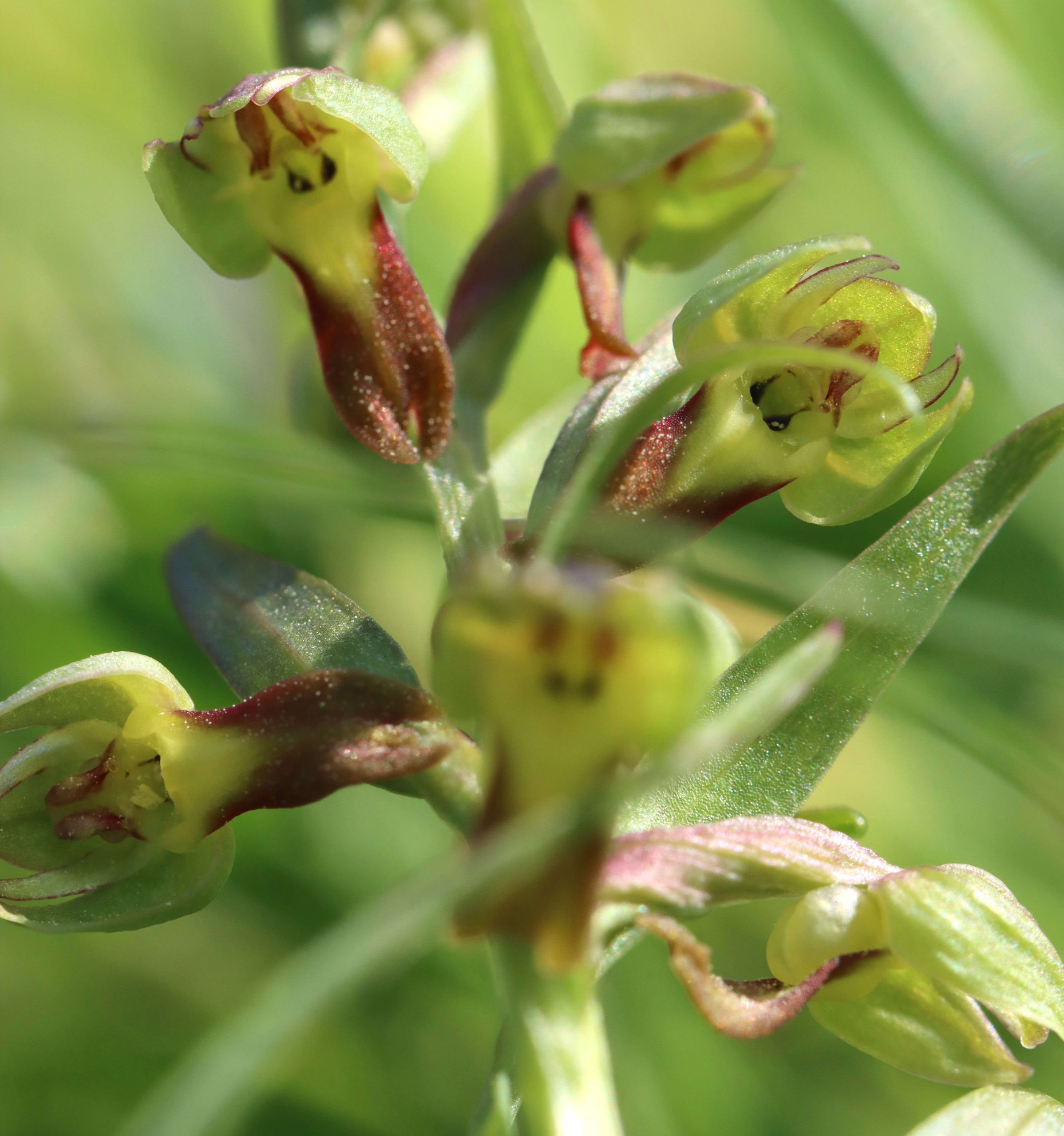 orchid gotland