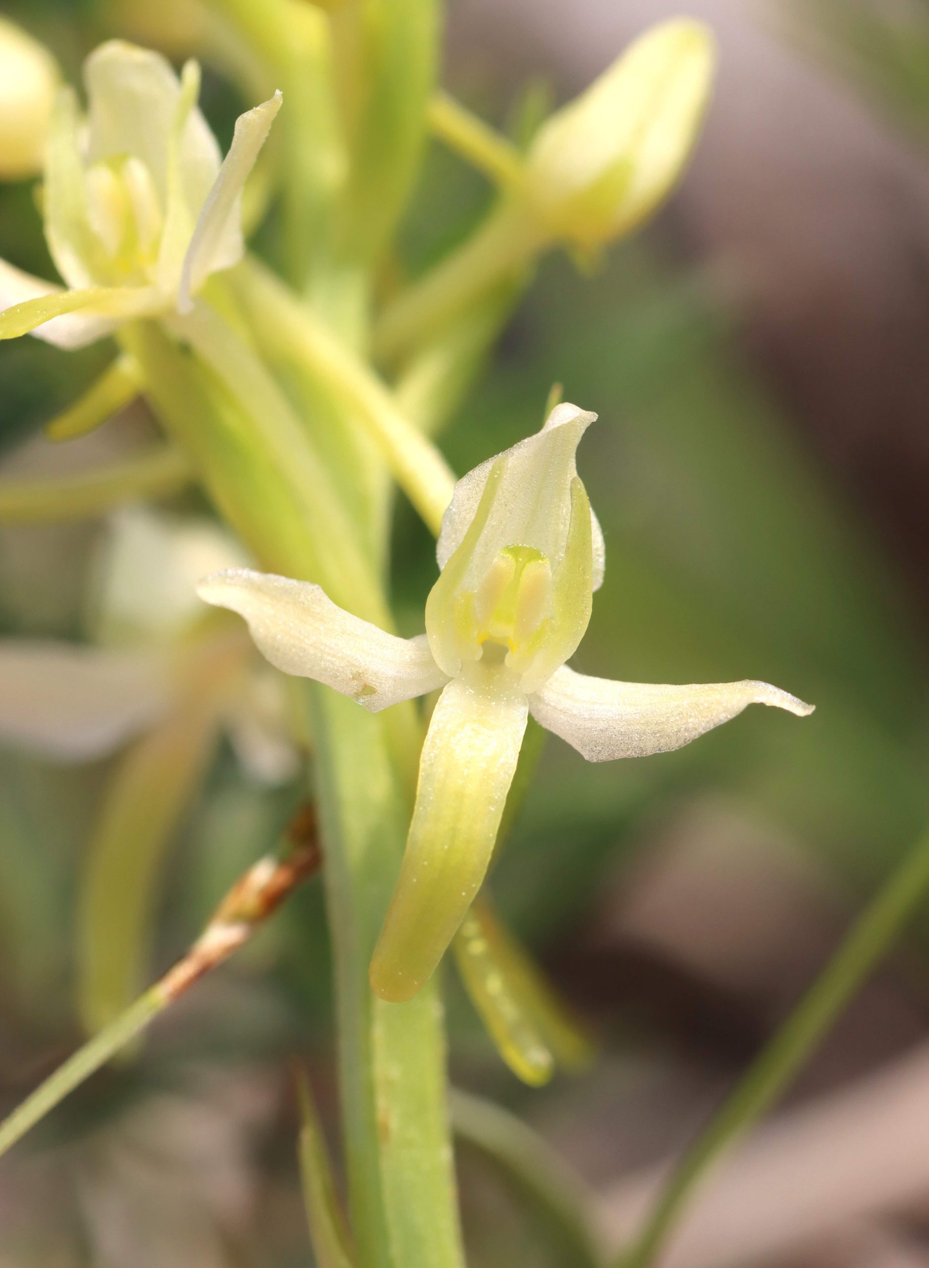 orchid gotland