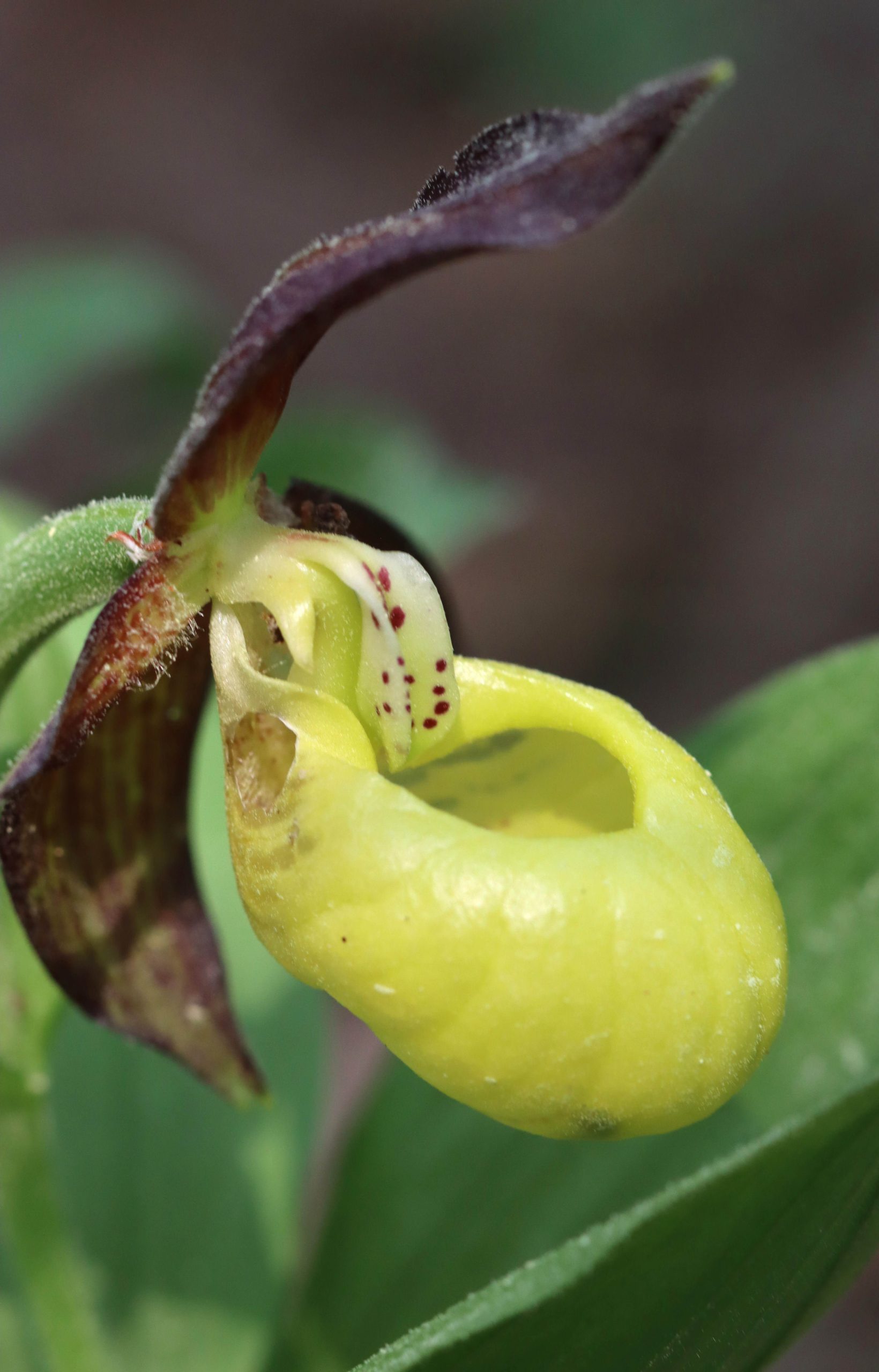 orchid gotland