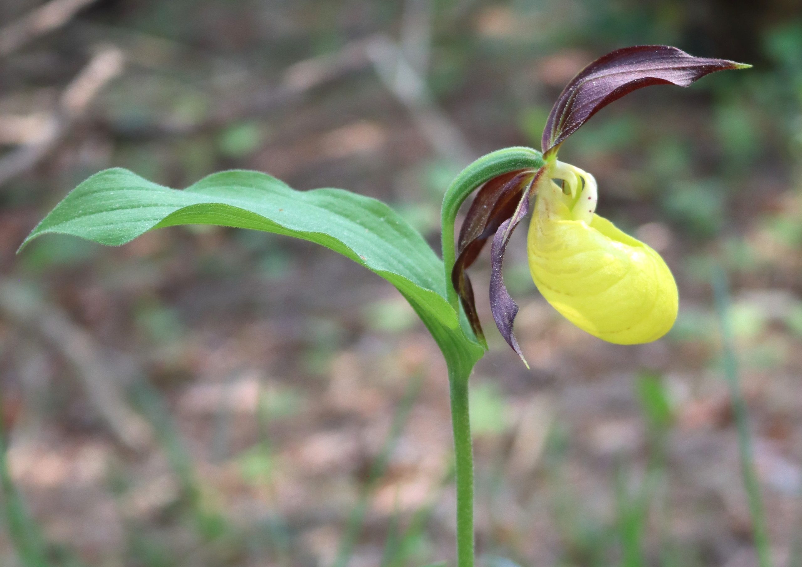 orchid gotland