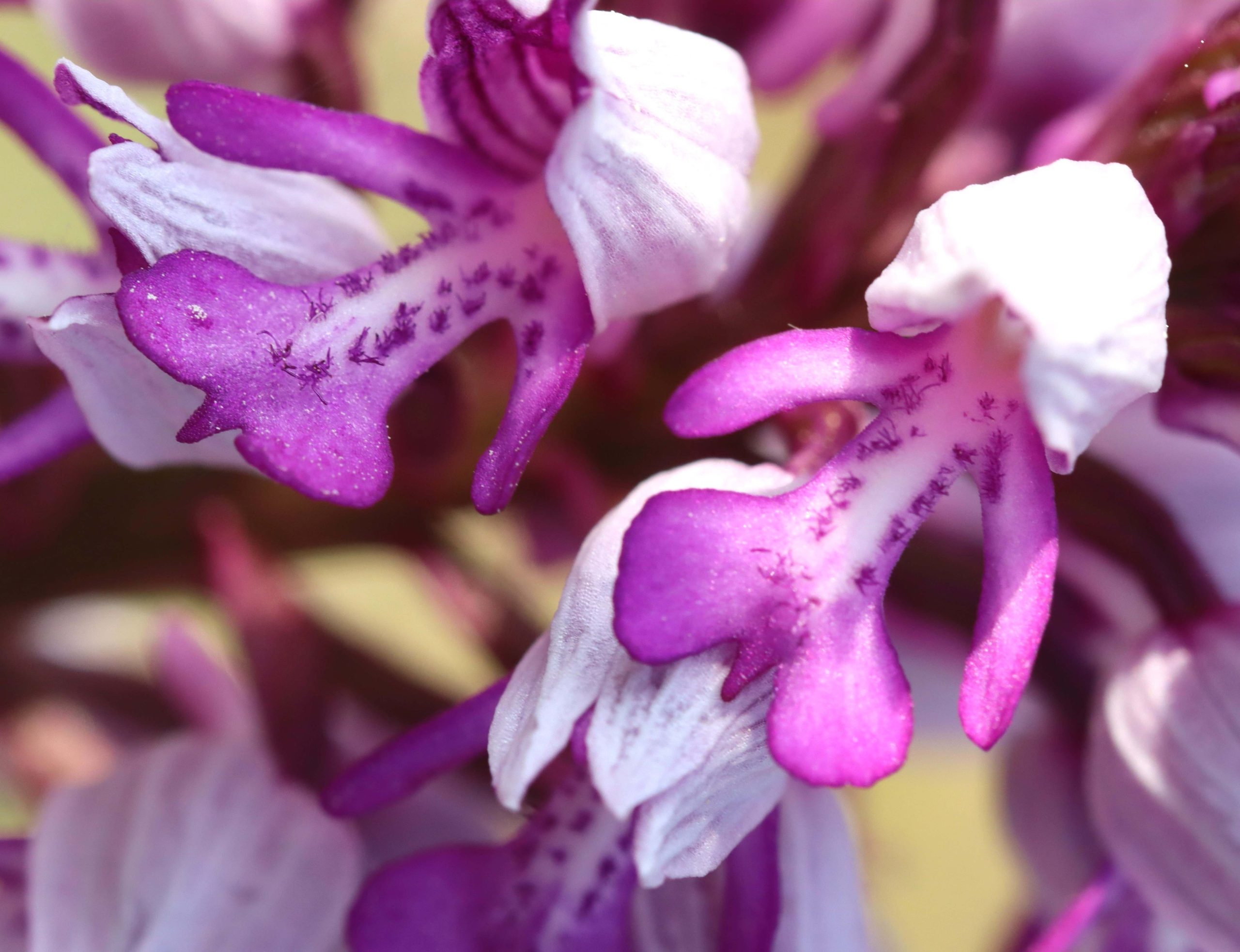 orchid gotland