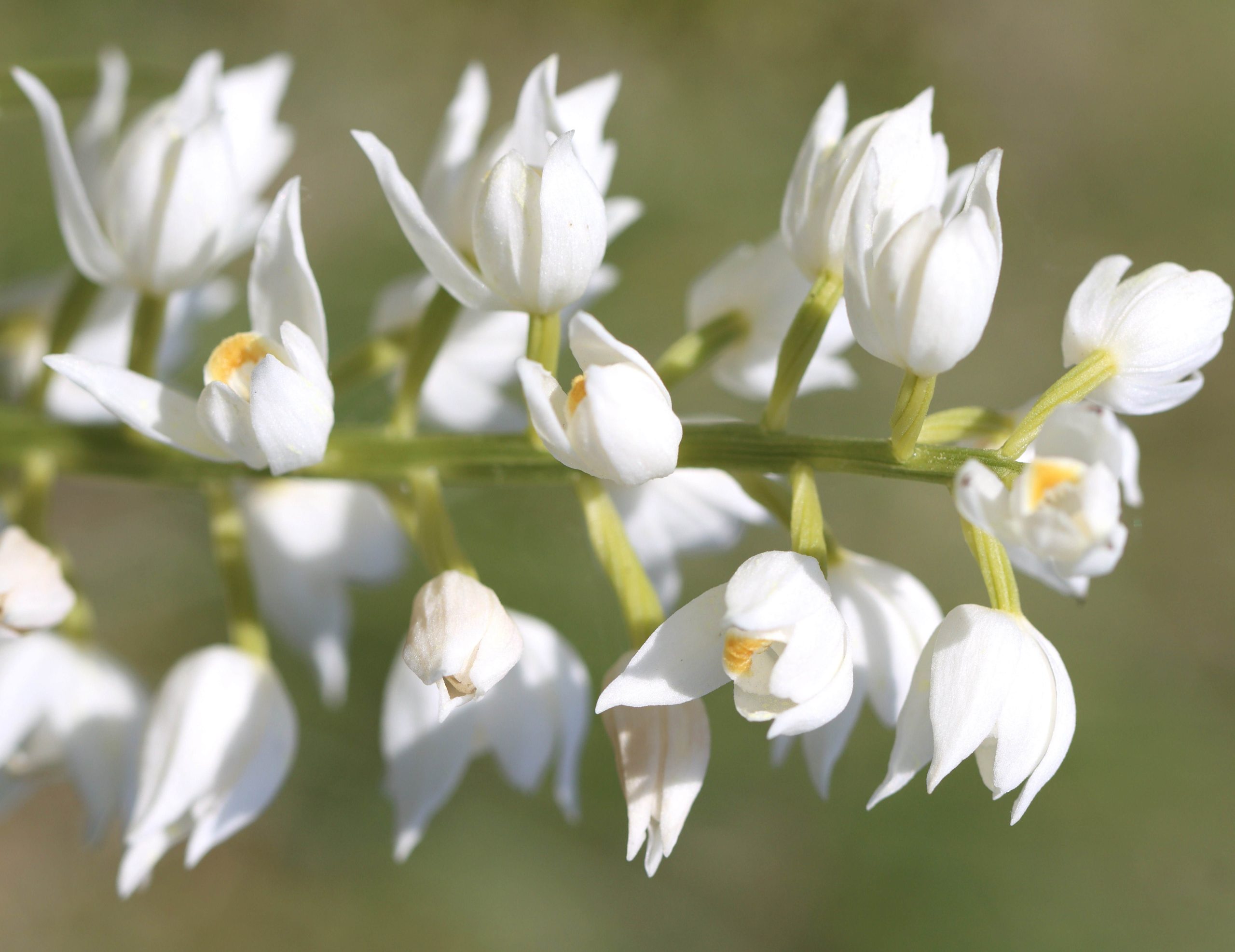 orchid gotland