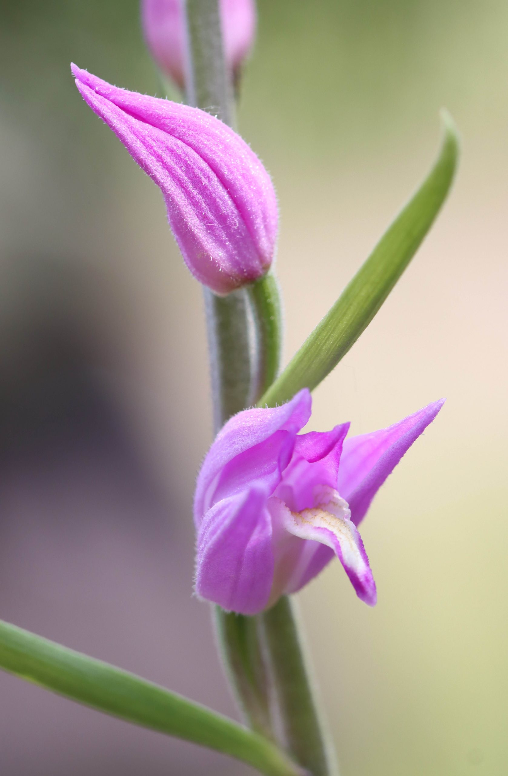 orchid gotland